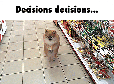 decisions-dog
